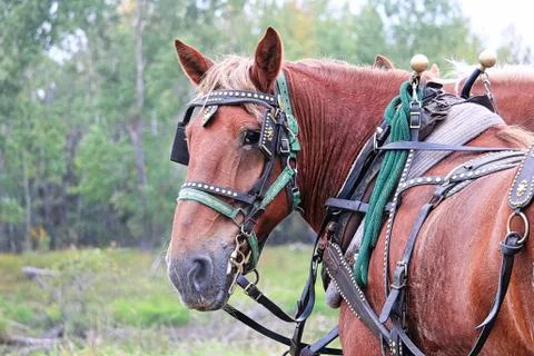 A horse looking back while harnessed up Stock Photos