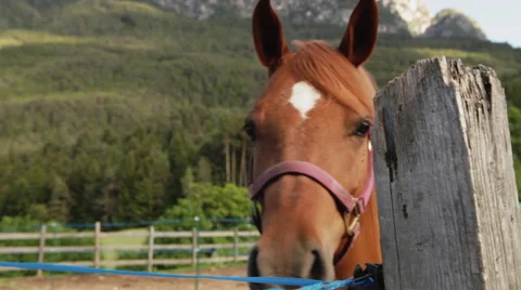 Horse looking at camera 01 Stock Footage 54244696