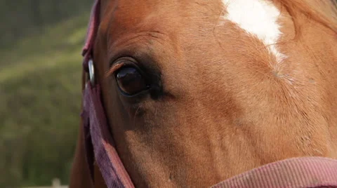 Horse looking at camera 02 Stock Footage 54245397