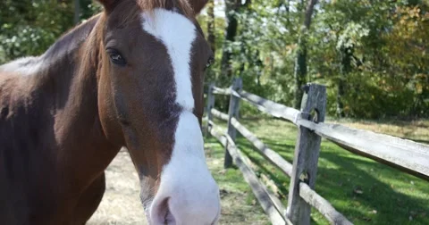 Horse Looking into Camera in 4K Vidéo 42759957