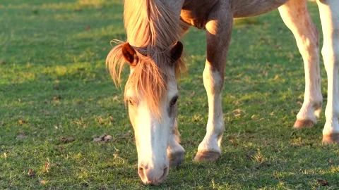 A horse looking into the camera and grazing in La Pampa Argentina in the evening Stock Footage 345619852