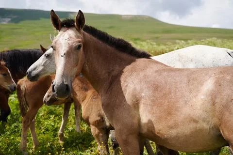 Horse is looking at the camera in the environment of alpine meadows in summer. Stock Photos