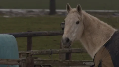 Horse looking into camera Stock Footage 85917264