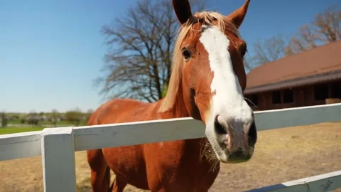 The horse is looking at the camera Stock Footage 241693336
