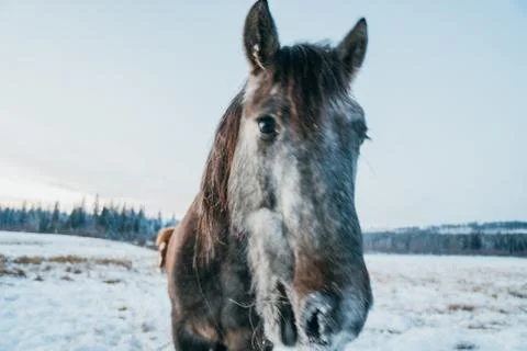 Horse looking into a camera Stock Photos