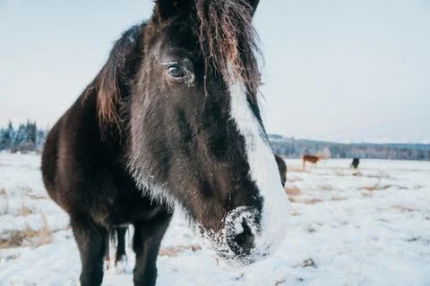 Horse looking into a camera Stock Photos