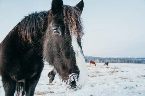 Horse looking into a camera Foto stock