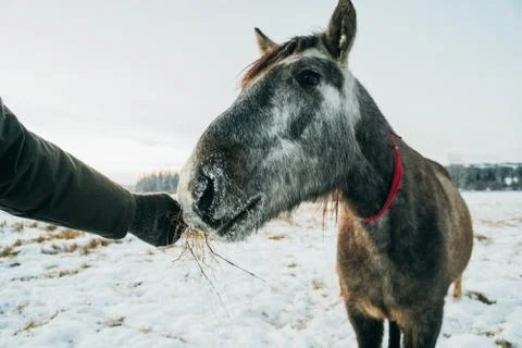 Horse looking into a camera Stock Photos