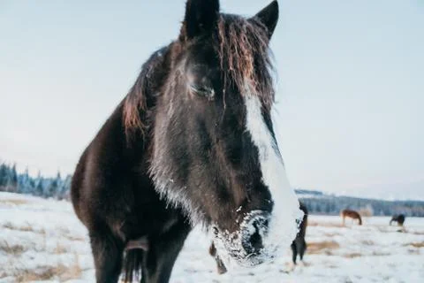 Horse looking into a camera Stock Photos