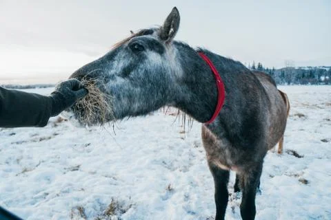 Horse looking into a camera Stock Photos