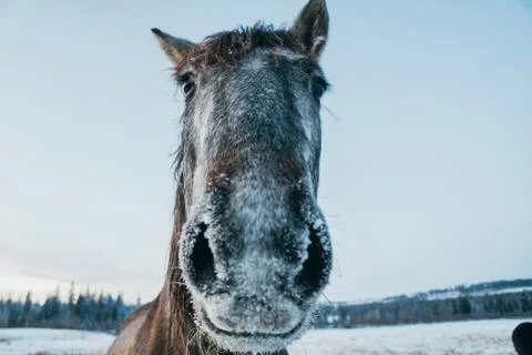 Horse looking into a camera Stock Photos