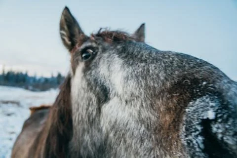 Horse looking into a camera Stock Photos