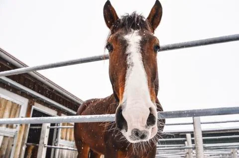 Horse looking at camera while snowing Stock Photos
