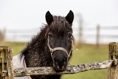 A Horse Looking at the Camera in Winter Stock Photos