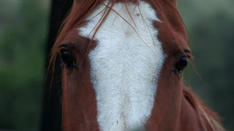 Horse looking close up Stock Footage 38644467