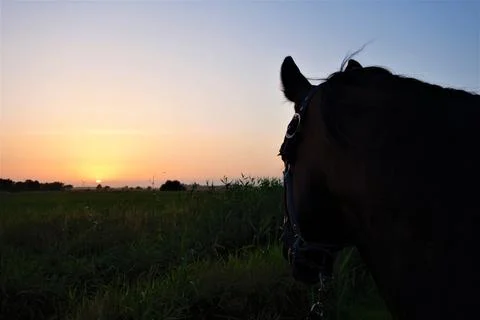 A horse looking into a colourful sunset Stock Photos