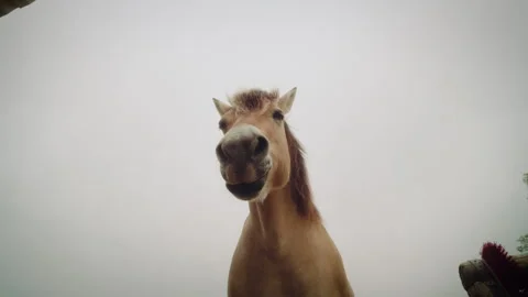 Horse looking down into the camera on a cloudy day, slow motion Stock Footage 278417481