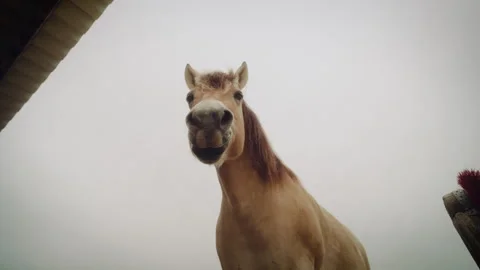 Horse looking down into the camera on a cloudy day, slow motion Stock Footage 278418045