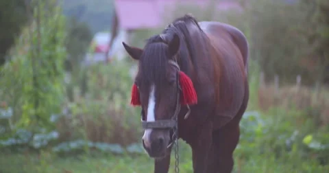 The horse is looking forward and then eating grass. Close-up. Video stock 53367985