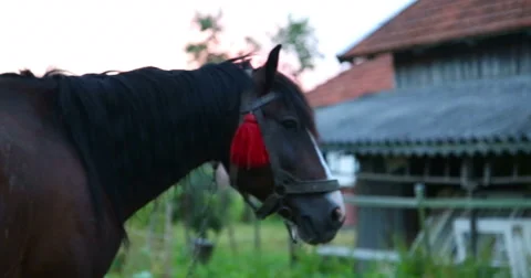 The horse is looking forward. Close-up. Video stock 53368039