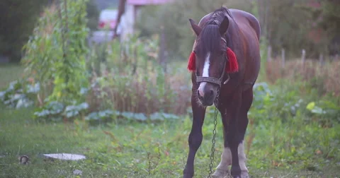 The horse is looking forward. Stock Footage 53368082