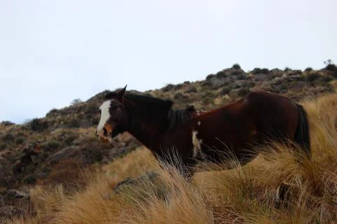 Horse looking Stock Photos