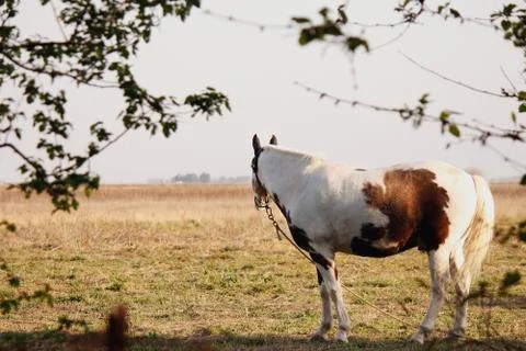 Horse looking Stock Photos