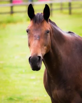 Horse Looking Up Stock Photos