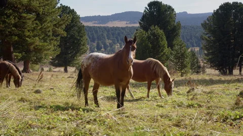 Horse looking straight to camera Stock Footage 288435452