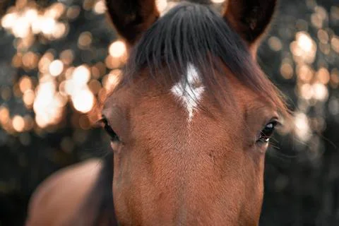 Horse looking straight at the camera Stock Photos