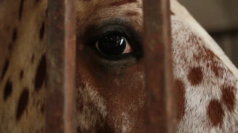 Horse looking through bars. Close up of eye Stock Footage 33367114