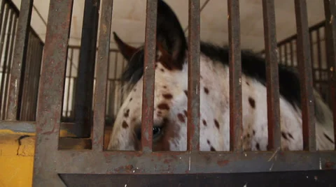 Horse looking through bars Stock Footage 33367043