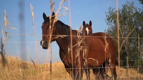 Horse looking through grass. slow motion.  Video stock 78590976