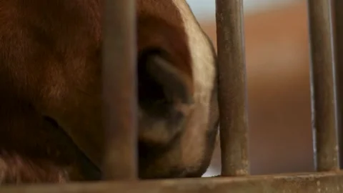 Horse looking through stall bars. Video stock 231333689