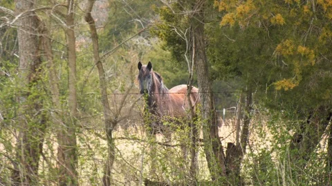 Horse looking up through trees Stock Footage 106132486