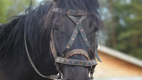 The horse looks into the camera Stock-Footage 202911732
