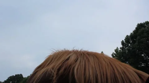 Horse looks closely Stock Footage 6819476