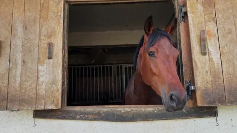 Horse looks out of stable window during sunny day Stock Footage 338329435