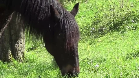 Horse with lots of flies in face Stock Footage