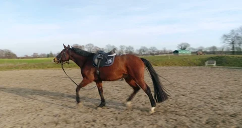 Horse lunging Stock Footage 103401457