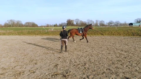 Horse lunging Slow Motion Видео 103401807