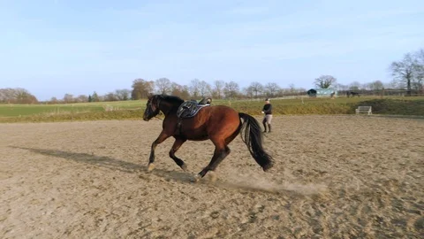 Horse lunging Slow Motion Видео 103401983