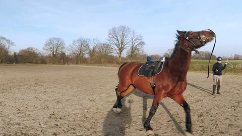 Horse lunging Slow Motion Видео 103402817