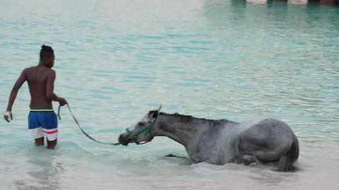 Horse Lying Down in Ocean Water at Barbados Beach - Editorial Stock Footage 343317547