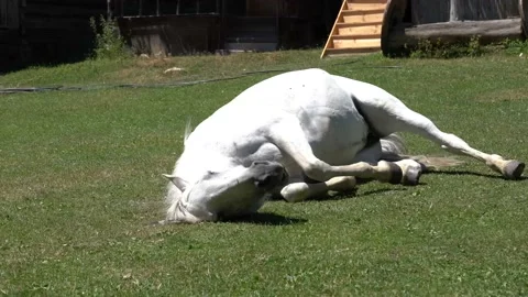 Horse lying-duz Stock Footage 135354401