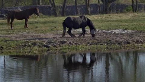 Horse lying on meadow Stock Footage 77677280