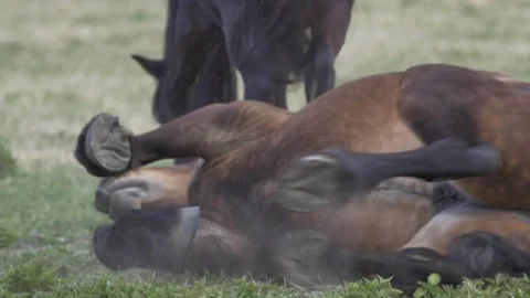 Horse lying on meadow Stock Footage 77677518