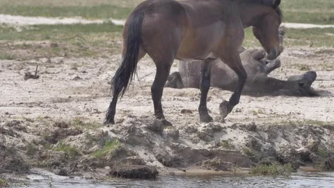 Horse lying on meadow Stock Footage 77677573