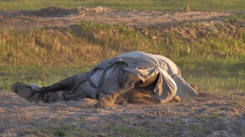 Horse lying on meadow Видео 77678140