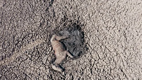 Horse lying trapped in thick mud due to drought and climate change Stock Footage 118284120
